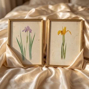 May include: Two rectangular wall art prints in thin gold frames. The left print features a purple iris flower with green leaves on a cream background. The right print displays a yellow iris flower with green leaves on a cream background.