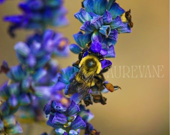 Lámina decorativa de abejorros para imprimir, fotografía de flores moradas, descarga digital floral, lámina de naturaleza de 8x12 pulgadas.