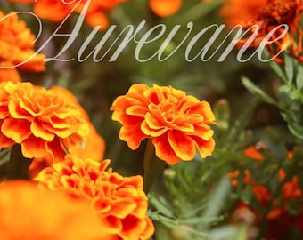 Lámina decorativa para pared con diseño de campo de flores silvestres naranjas, impresión digital de Valley Photography, 8x12 pulgadas.