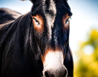 Lámina decorativa de burro para imprimir, fotografía de animales de granja, descarga digital 8x12