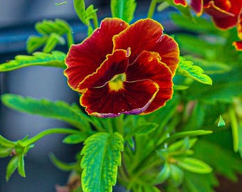 Lámina decorativa floral brillante para imprimir, fotografía floral vibrante para descargar digitalmente, impresión colorida de 8x12 pulgadas.