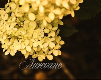 Lámina decorativa de flores blancas para imprimir, fotografía de flores para descargar digitalmente, lámina botánica de primavera de 8x12 pulgadas.