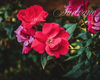 Lámina decorativa de rosas para imprimir, fotografía digital de flores rosas, impresión botánica de 8x12 pulgadas.