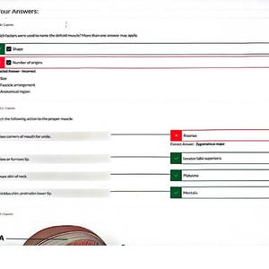 Może przedstawiać: Biały dokument z czarnym tekstem przedstawiający quiz z anatomii z numerowanymi pytaniami. Pierwsze pytanie dotyczy czynników nazewnictwa mięśnia naramiennego. Drugie dopasowuje działania mięśni twarzy do nazw, takich jak Risorius.
