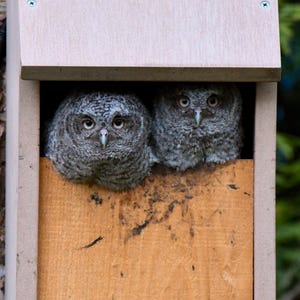 May include: Two gray owlets with yellow eyes peek out from a wooden birdhouse. The owlets are looking directly at the camera.