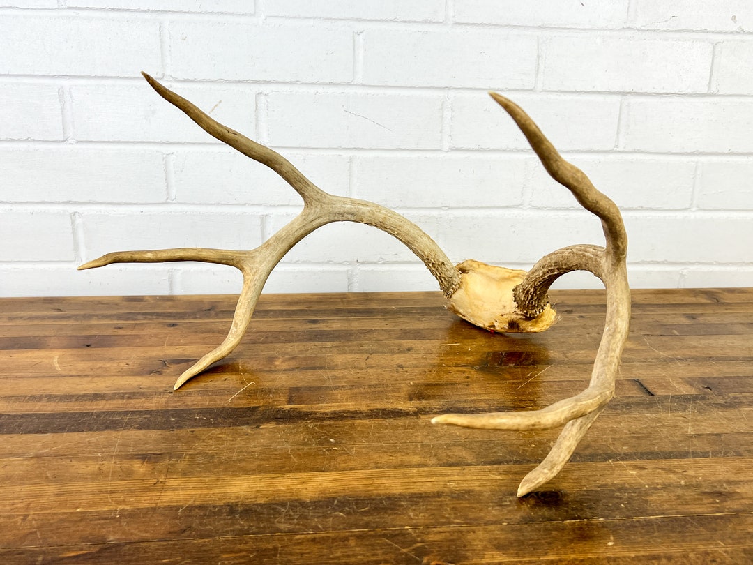 Vintage Deer Antler Decoration Authentic Antler Horns Centerpiece for
