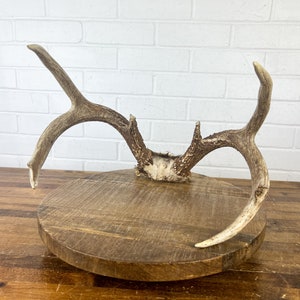 Vintage Deer Antler Decoration Authentic Antler Horns Centerpiece for Display Antler for Rustic Decor Hunting Camping Cabin Accent Piece