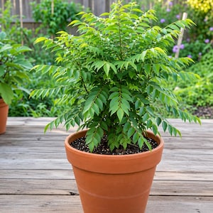 Peut inclure: Une plante de feuilles de curry avec des feuilles pennées vert vif poussant dans une formation dense et touffue. La plante est en pot dans un pot en terre cuite classique, rond et de couleur terre cuite, rempli de terreau sombre.