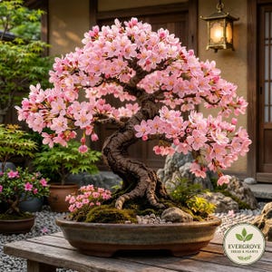 Kersenbloesem Bonsai Levende Plant | Roze Bloeiende Japanse Bonsai Boom | Binnen- en Buitentuinplant