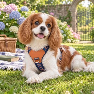 May include: A Cavalier King Charles Spaniel dog with brown and white fur wearing a blue patterned harness with a tan leather-like chest panel and a silver metal D-ring for a leash attachment, positioned in a grassy outdoor setting.