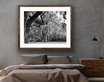 Among the Live Oaks and Moss Photograph