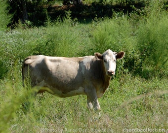 Cow in a Southern Pasture Photograph - Boeuf Gras - Rural Photography - theRDBcollection