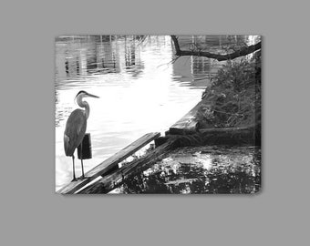 Heron Along Canal in Black and White Photo Canvas