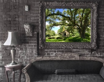 Under the Plantation's Majestic Oak Photograph