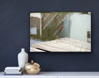 Enchanting Observer Gulf Bird Print