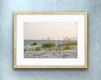 Sea Oats Along the Beach Photo