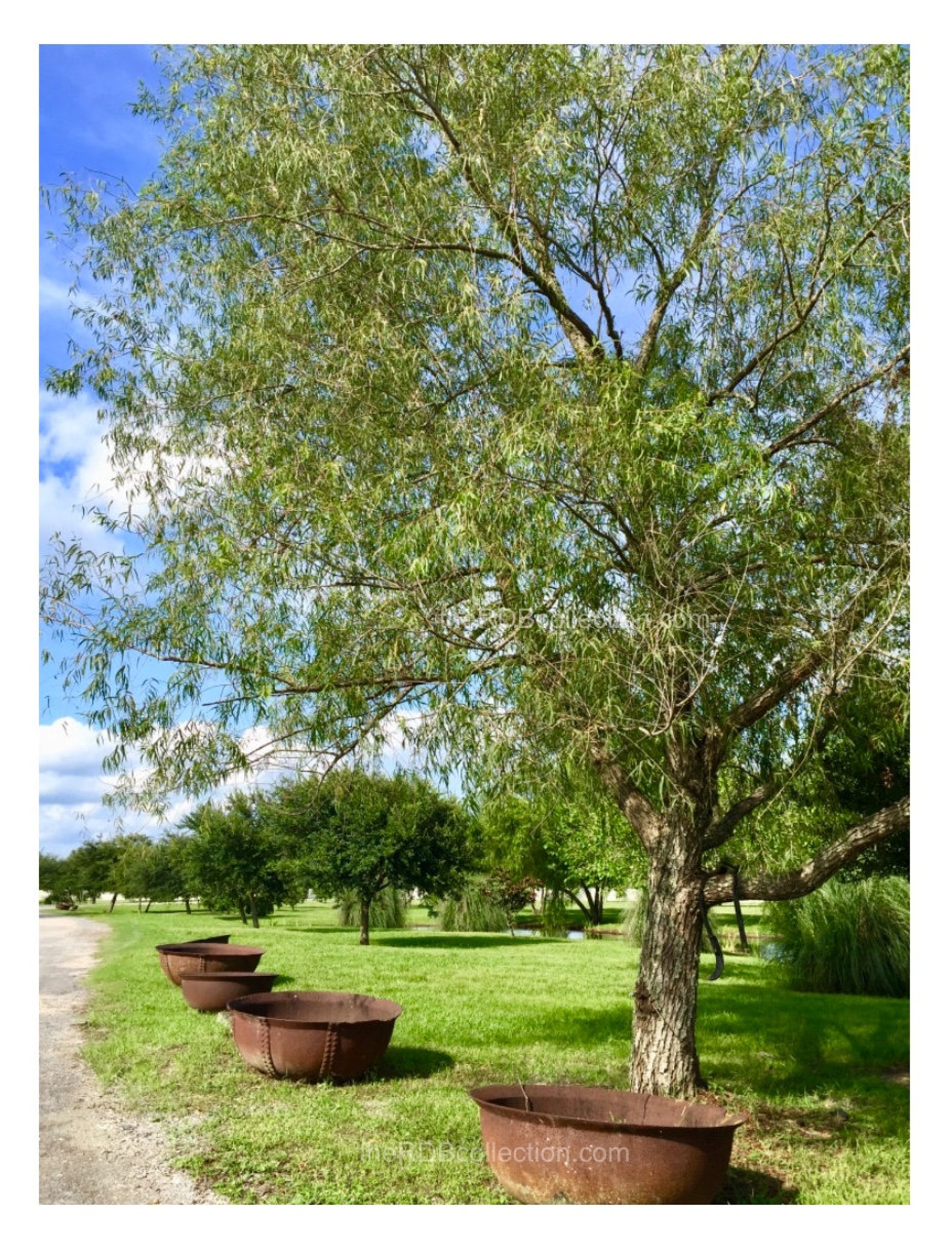 Sugar Cane Pots Photo Historic Louisiana Plantation Sugar Etsy