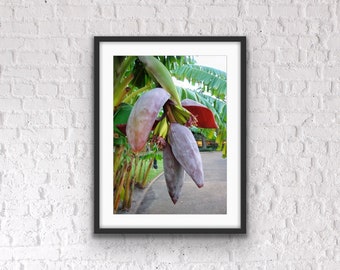 Banana Tree Photograph