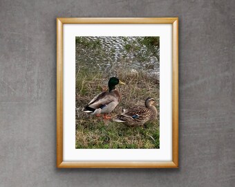 Mallard Ducks Photograph