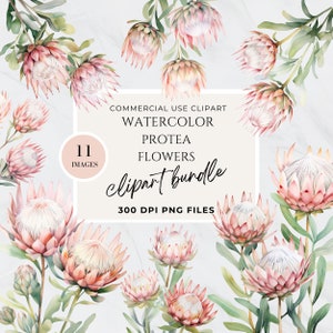 Protea, clipart de flor rosa claro em aquarela, clipart floral brilhante, uso comercial, download instantâneo, PNG, primavera, sinal de chá de bebê
