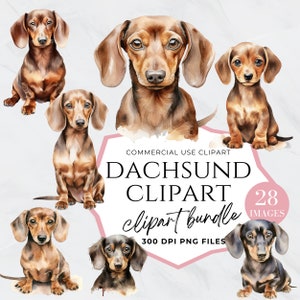 Dackel Hund Clipart, Weiner Hund PNG, Aquarell Hund Clip Art, Dackel, Haustier Png, Welpe Transparenter Hintergrund, Hunde Portrait, Hundemutter