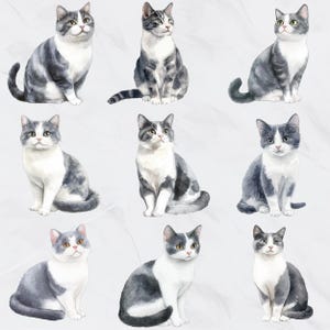 May include: Watercolor illustrations of nine cats in various poses. Each cat has a white chest and belly, with gray and white markings on their backs and heads. The cats are sitting or looking up, with detailed fur textures.