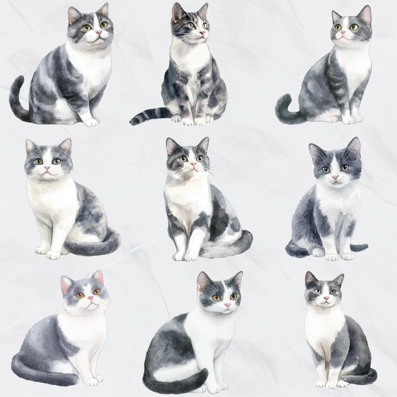 May include: Watercolor illustrations of nine cats in various poses. Each cat has a white chest and belly, with gray and white markings on their backs and heads. The cats are sitting or looking up, with detailed fur textures.