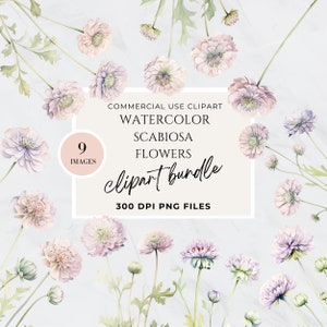 Scabiosa, clipart fleurs neutres, fleur mauve, clipart fleurs lavande, pelotes d&#39;épingle, chèvrefeuille, rose clair