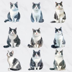 May include: Nine watercolor illustrations of cats in various poses. Each cat has a white chest and belly, with gray and black markings. The cats are sitting or looking up, with a neutral background.