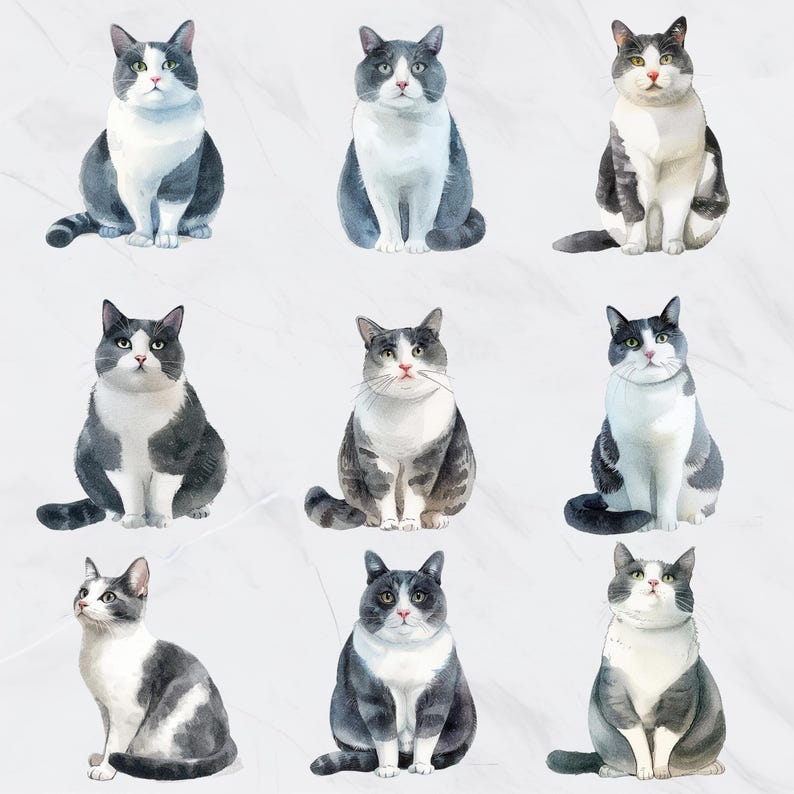 May include: Nine watercolor illustrations of cats in various poses. Each cat has a white chest and belly, with gray and black markings. The cats are sitting or looking up, with a neutral background.
