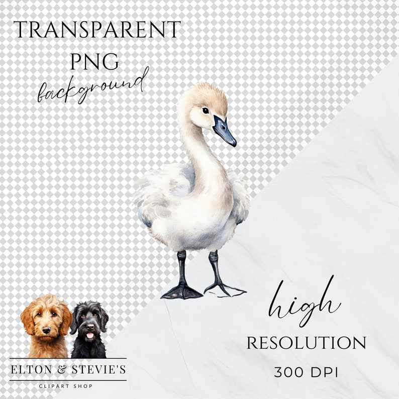 Baby Swan Clipart Bundle, Watercolor Animal Clip Art, Swan Lake, Cute ...