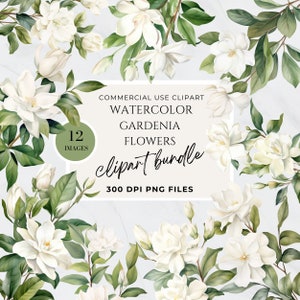 Gardenia, Imágenes Prediseñadas de flores de vegetación blanca, verde esmeralda, flores neutras de imágenes prediseñadas, signo de baby shower, fondo transparente PNG