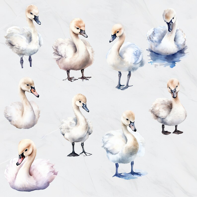 Baby Swan Clipart Bundle, Watercolor Animal Clip Art, Swan Lake, Cute ...