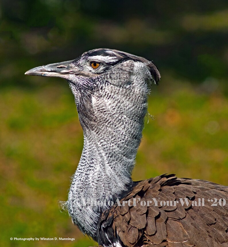 Kori Bustard Bir 127 Bird Photography Art Photo Fine Etsy