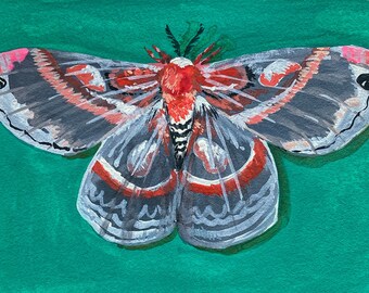 Original painting - “Cecropia moth” - 5x7