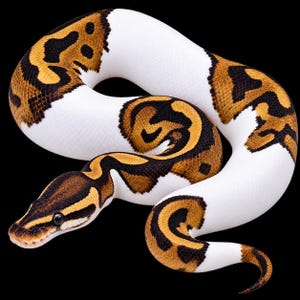 May include: A piebald ball python with a white body and patches of brown and black scales. The snake is coiled in a curved position against a solid black background, displaying a distinct pattern of dark markings along its back and head.