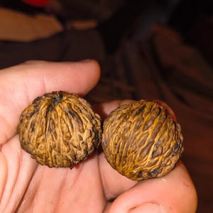 May include: Two whole walnuts with deeply textured, brown, and woody shells. The shells exhibit a complex, irregular pattern of ridges and grooves, characteristic of the natural exterior of a walnut, showcasing a rich, earthy, and organic appearance.