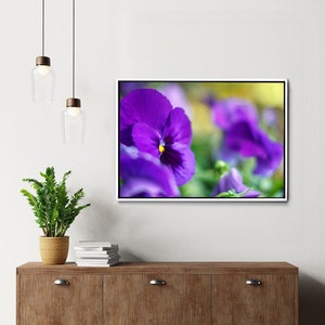 Blau violett Stiefmütterchen Fotografie Fine Art Druck, Blumen Fotografie, Weltweiter Versand