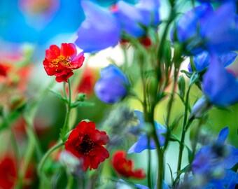 Red & Blue Wildflowers Wall Art – Nature Photography Print for Living Room or Bedroom Décor