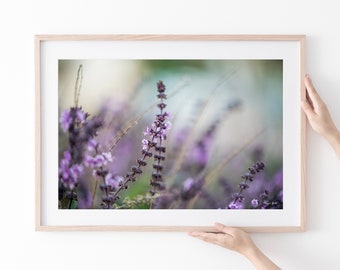 Purple Lavender Flowers Photography Print: Fine Art Wall Decor