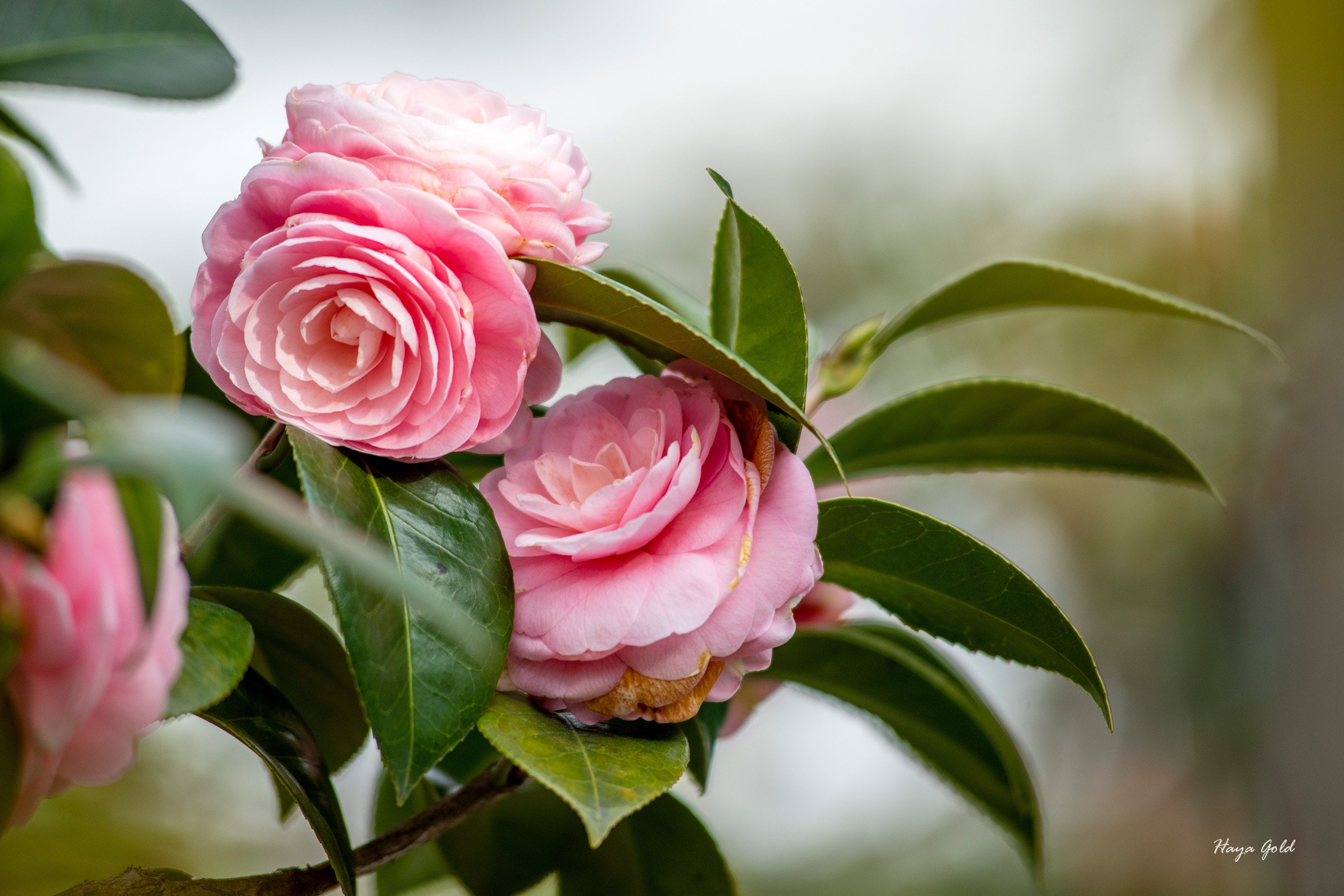 Pink Camellia Flower Wall Art - Nature Photography Print
