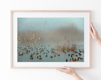 Turquoise Waterfowl Photograph: Hula Lake Nature Art Print