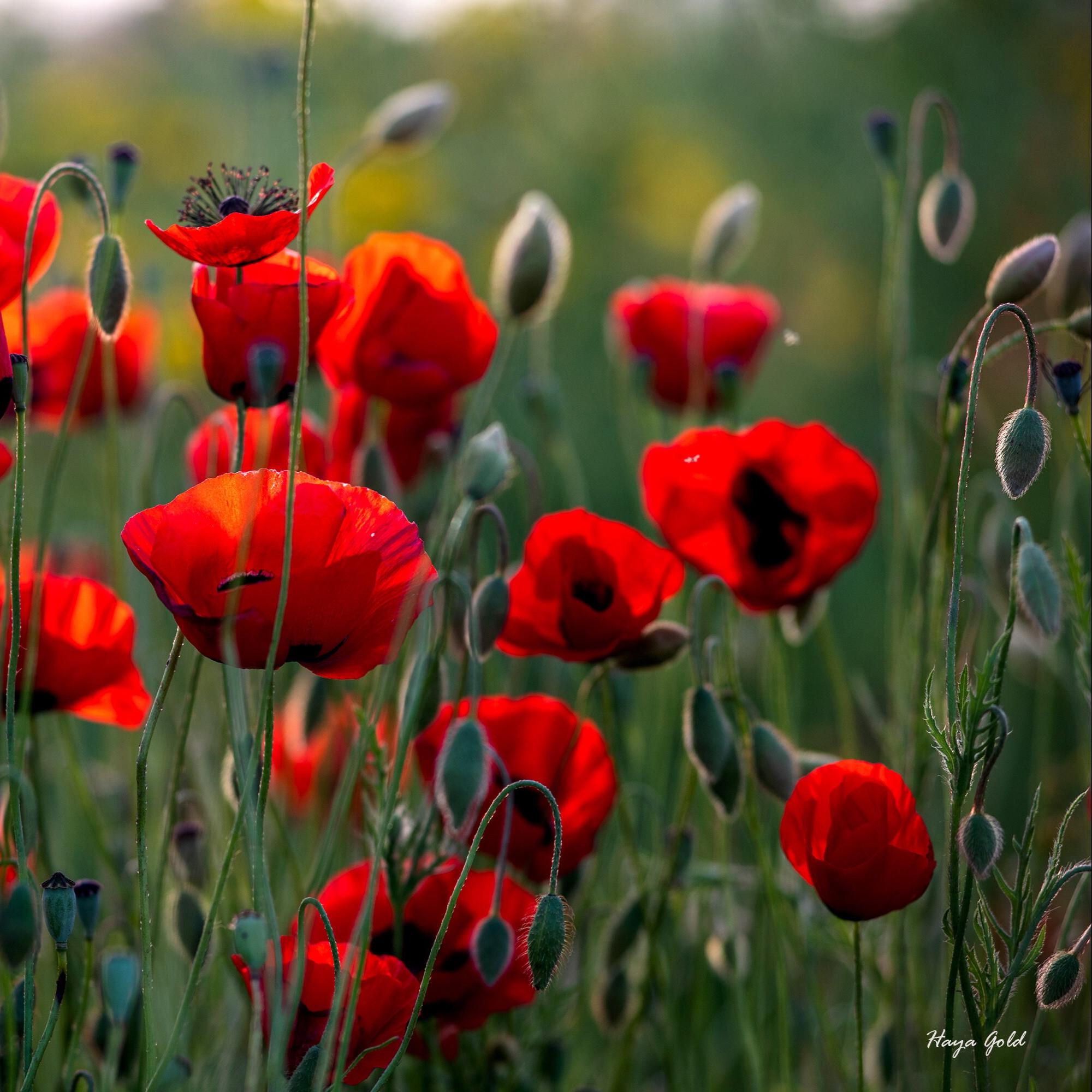 Red Poppy Field Wall Art – Floral Nature Photography Print