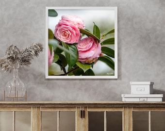 Pink Camellia Flower Wall Art - Nature Photography Print