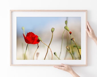 Red Poppy Flower Photography Print: Floral Wall Art
