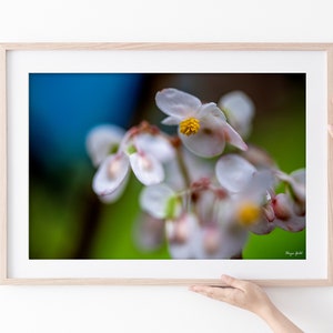 White flowers fine art photography print, Ready to hang floral print, Canvas art flower print, Large flower poster, Floral canvas art