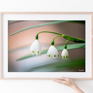 Snowdrop Flower Photography Print: Spring Floral Wall Art