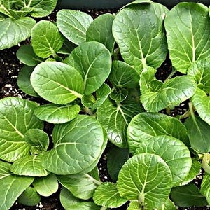 Pak Choy,  Chinese Cabbage,  Heirloom Seeds,  Open Pollinated Container Gardening Vegetable Seeds Gardening Non-GMO