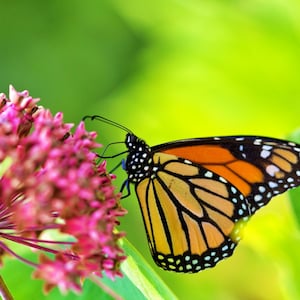 Common, Milkweed, Heirloom Garden Seed  Flower Monarch Butterfly Attractor