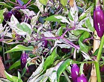 Purple Tiger  Hot Pepper    Heirloom Garden Seeds  Open Pollinated   Vegetable Seeds   Non-GMO